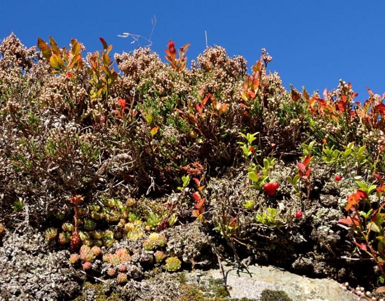 Sempervivum montanum u. Calluna vulgaris - die Besenheide 