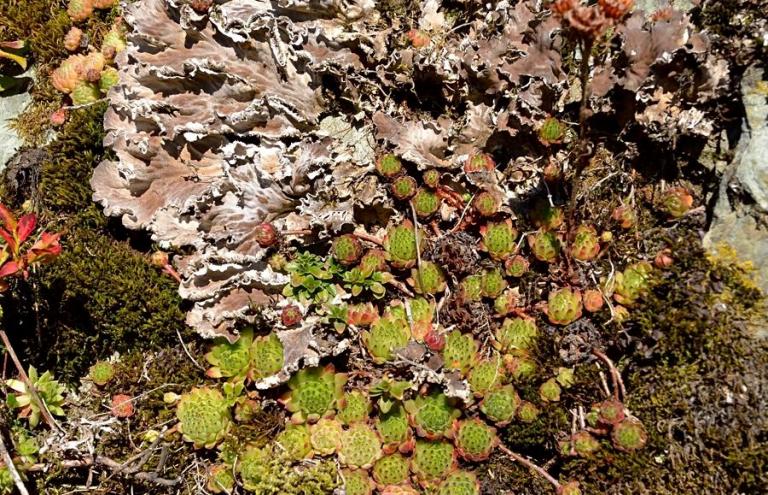 Sempervivum montanum u. Peltigera rufescens - die Bereifte Schildflechte 