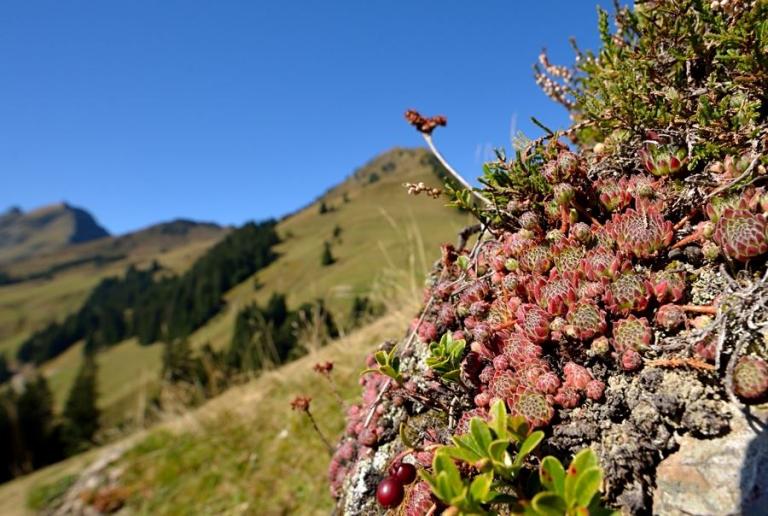 Sempervivum montanum - Berg-Hauswurz 