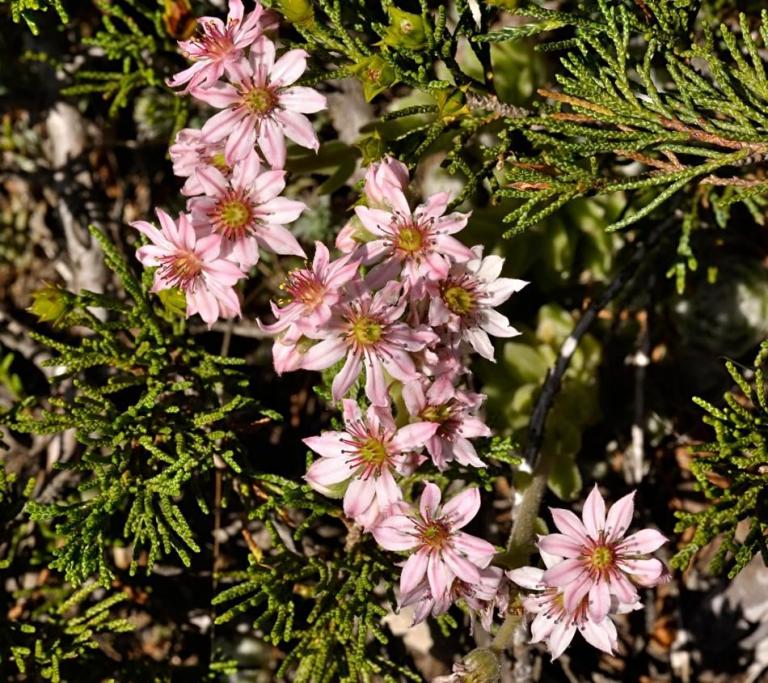 Sempervivum arachnoideum ssp. tomentosum mit weiß - hellrosa gefärbten Blüten