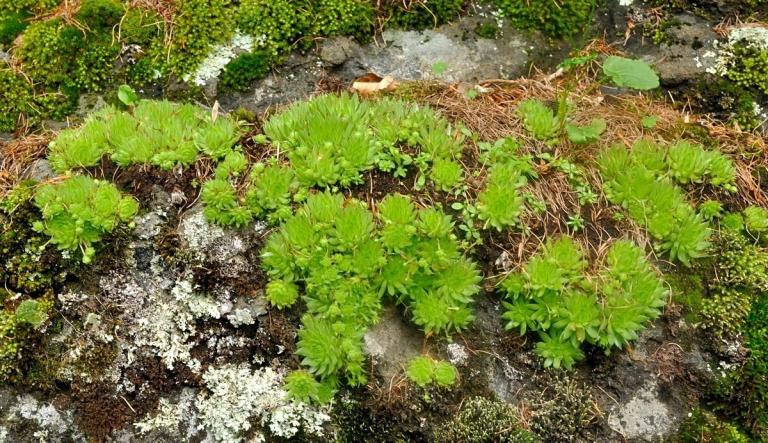 Sempervivum globiferum ssp. allionii, steht schattig