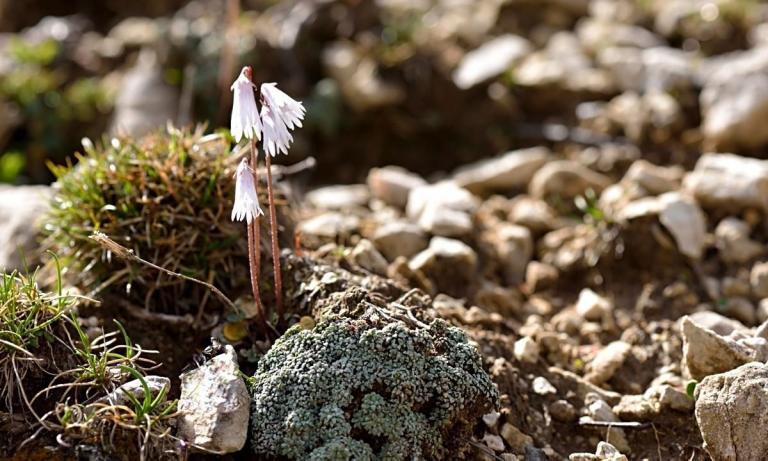 Saxifraga caesia mit Soldanella minima - Alpenglöckchen