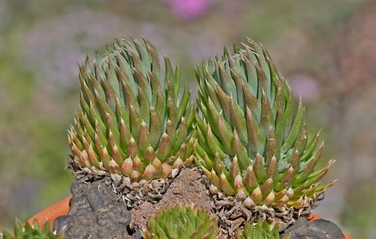Orostachys spinosa, grüne Form