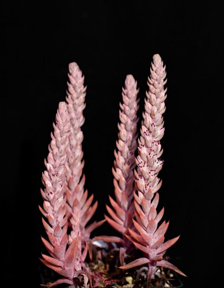 Orostachys fimbriata, Soochow-China 
