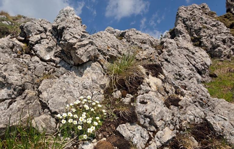 Saxifraga tombeanensis-Tombea-Steinbrech