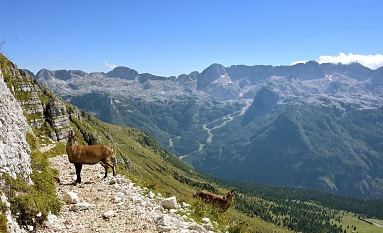 Alpensteinbock (Capra ibex) mit Blick auf die Kaningruppe