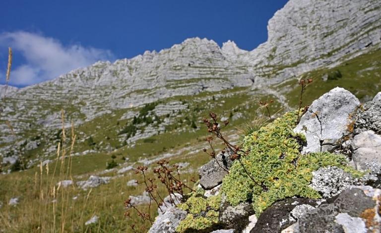 Saxifraga paniculata - Rispen-Steinbrech