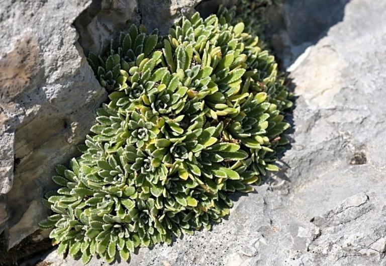 Saxifraga x fritschiana (S. crustata x S. paniculata)