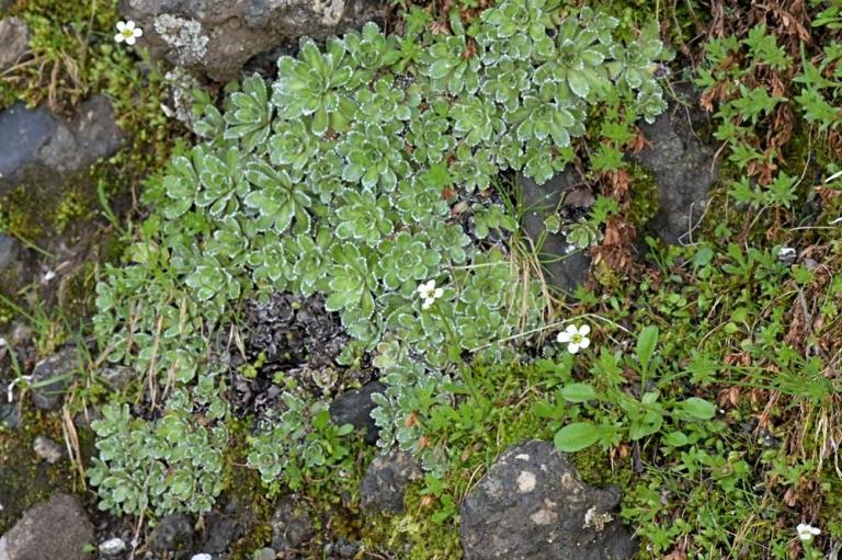 Saxifraga androsace und S. paniculata-Rispen-Steinbrech