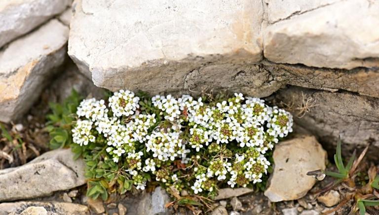 Hornungia alpina (syn. Hutchinsia alpina, Pritzelago alpina) - Gämskresse