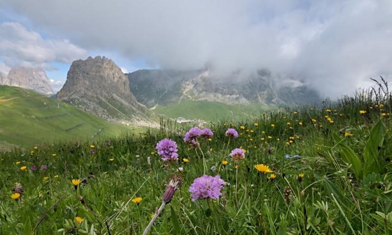 Armeria alpina die Alpen-Grasnelke mit Sass Bece und Sellagruppe