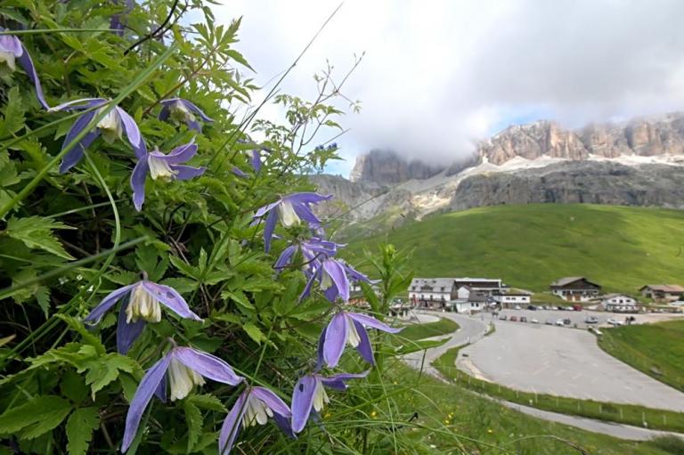 Clematis alpina- Alpen-Waldrebe