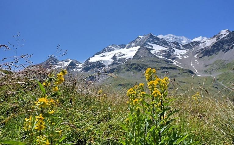 Solidago virgaurea ssp. minuta-Alpen-Goldrute
