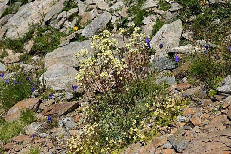 Saxifraga paniculata-Rispen-Steinbrech