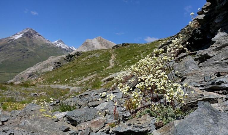 Saxifraga paniculata-Rispen-Steinbrech