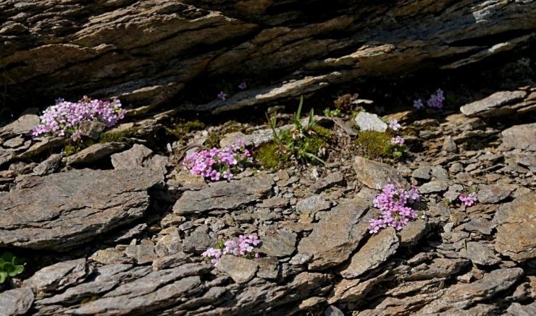 Androsace alpina-Alpen-Mannsschild